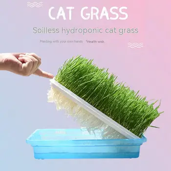 Hidropônico CatgrassBoxDigestion Ajuda Grama de Trigo Derreter o Cabelo do Gato Lanches Boca Limpa Catgrass Para Impedir Hairballs e Ajuda a Digestão