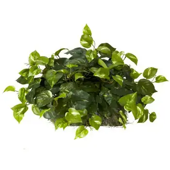 Pothos Definido na Folha de Espuma Artificial de Plantas, Verde