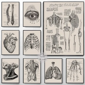 Retro Corpo Humano, Anatomia, Arte Esqueleto Órgão Muscular Arte Cartaz Tela De Pintura De Parede Impressões De Imagem Clínica Médica Decoração De Casa